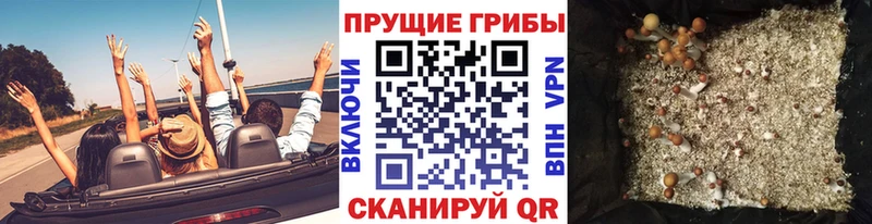 закладки Ардон Галлюциногенные грибы Psilocybine cubensis